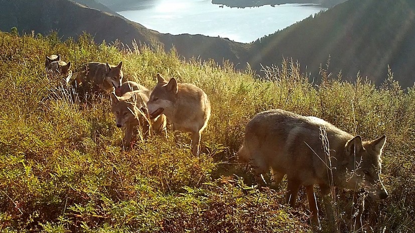 Что за зверь: тест RT о животных России и мира