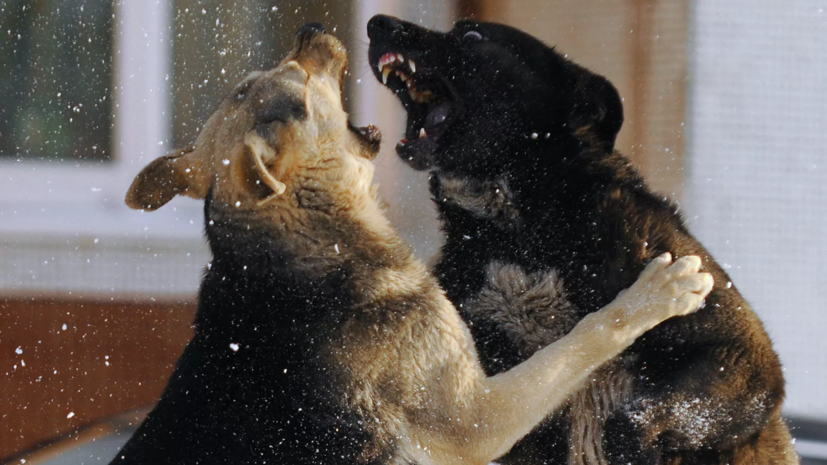 Глава Севастополя Развожаев выступил за создание службы по работе с бездомными животными