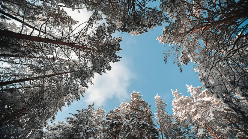 Священную рощу в Удмуртии включили в список объектов культурного наследия