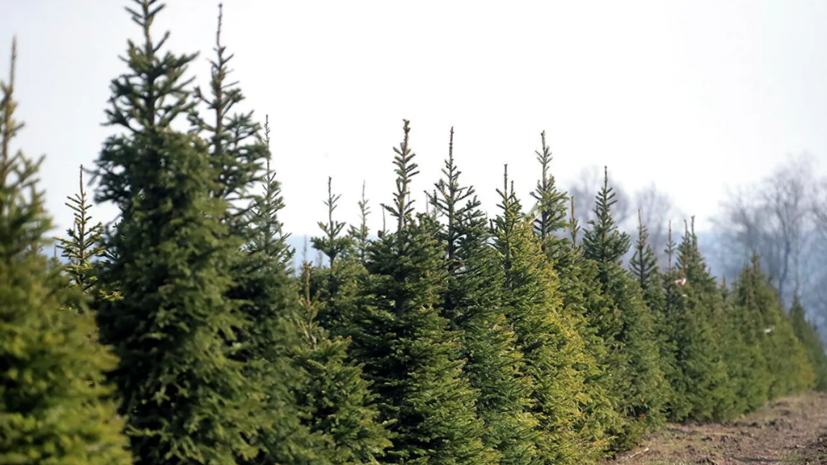 В ЯНАО планируют восстановить более 1600 гектаров леса в 2022 году
