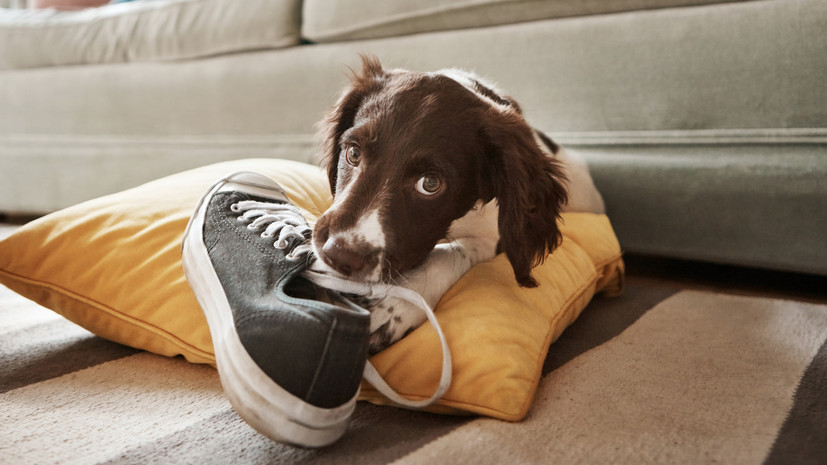 Ветеринар Жуков объяснил, почему домашние животные едят несъедобные предметы
