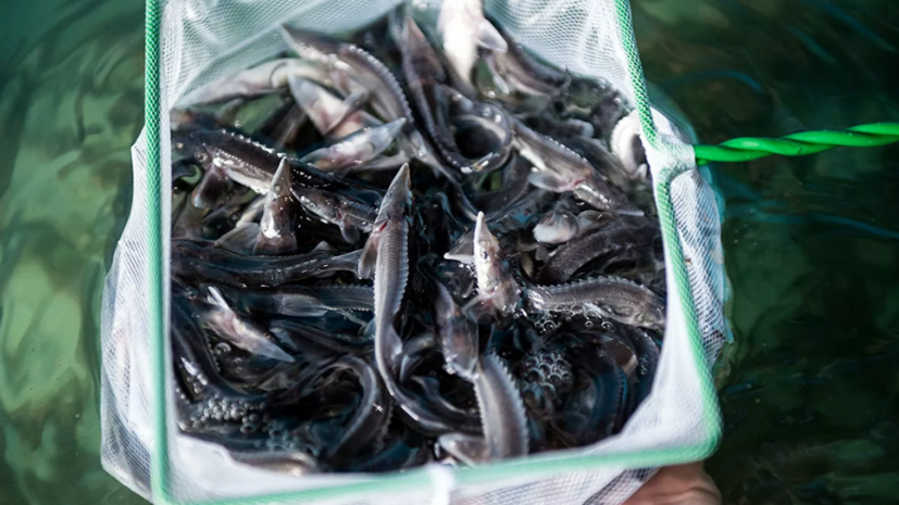 В «Главрыбводе» заявили о намерении выпустить в водоёмы около 2 млрд рыб в 2022 году