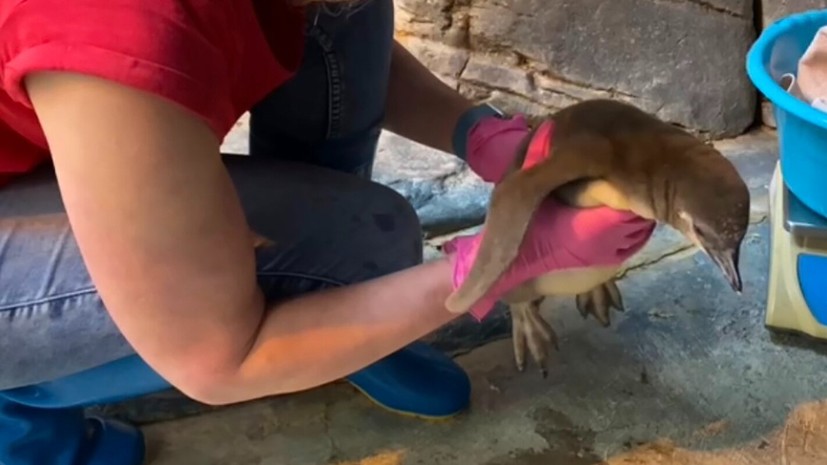 В Московском зоопарке появились на свет птенцы пингвинов Гумбольдта