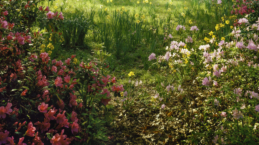 В Москве разработали интерактивную карту цветения в городских парках