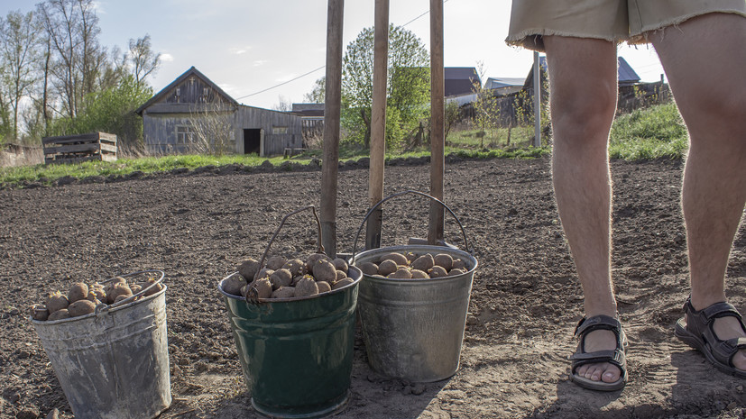 Опрос: россияне рассказали о планах завести свой огород в 2022 году