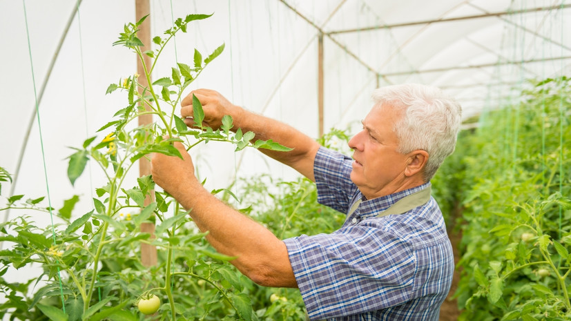 Российские агрокомплексы на юге сообщили о готовности трудоустроить беженцев из ЛНР и ДНР