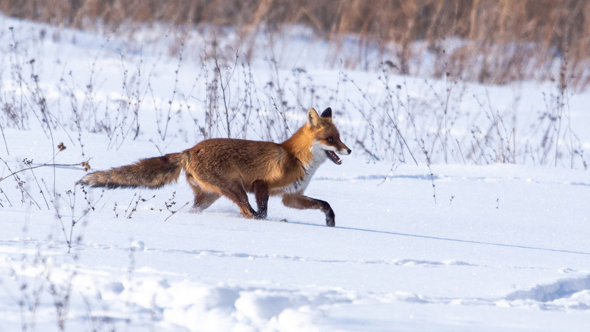Ветеринар Бальдруева предупредила об опасности диких животных