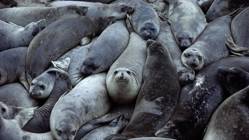 Фонд друзей балтийской нерпы рассказал о планах по авиаучёту тюленей в Финском заливе