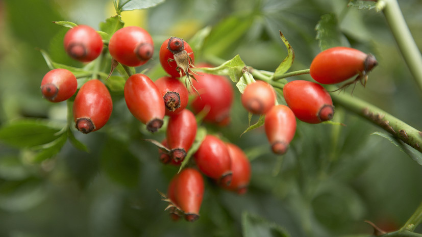 Врач Дианова рассказала о полезных свойствах шиповника