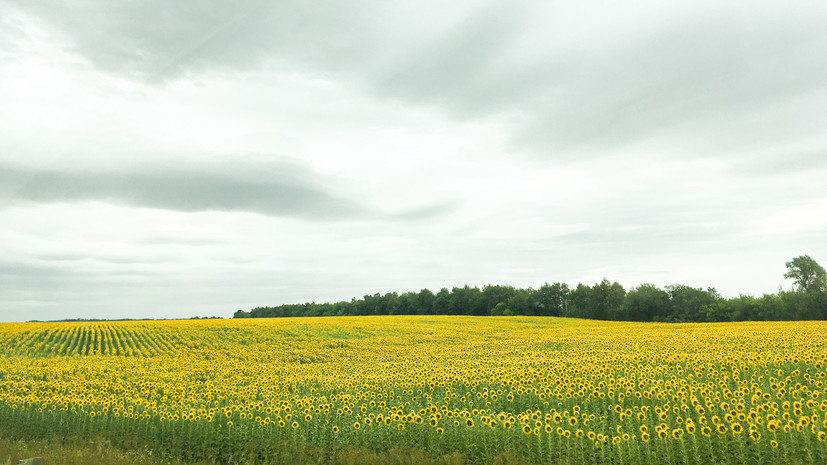 В Самарской области выделят 5 млрд рублей на финансирование сельского хозяйства в 2022 году