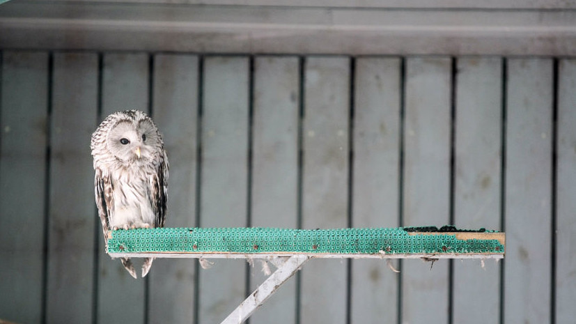 В Московском зоопарке появились птенцы длиннохвостых неясытей