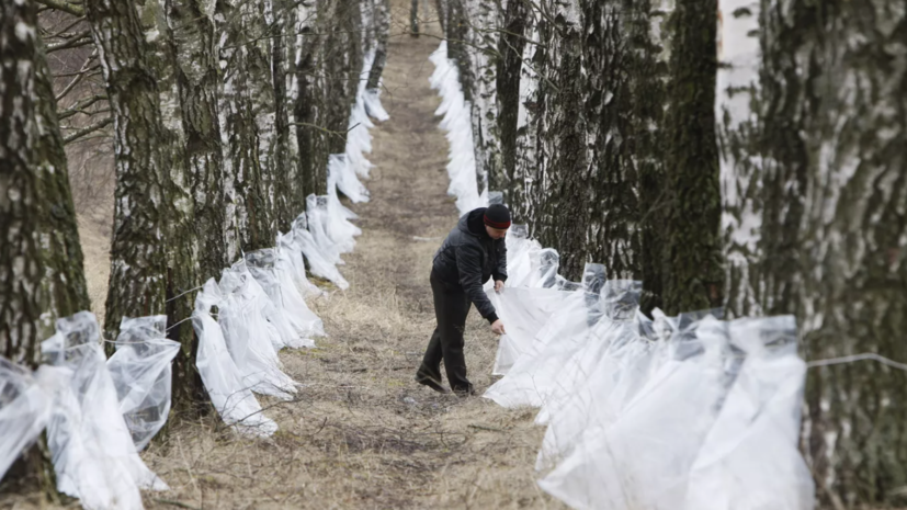 Фермер Батурин рассказал об особенностях сбора берёзового сока в Подмосковье