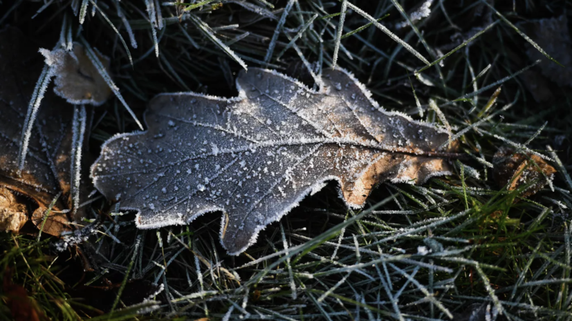 Спасатели предупредили о заморозках в Крыму в ближайшие сутки