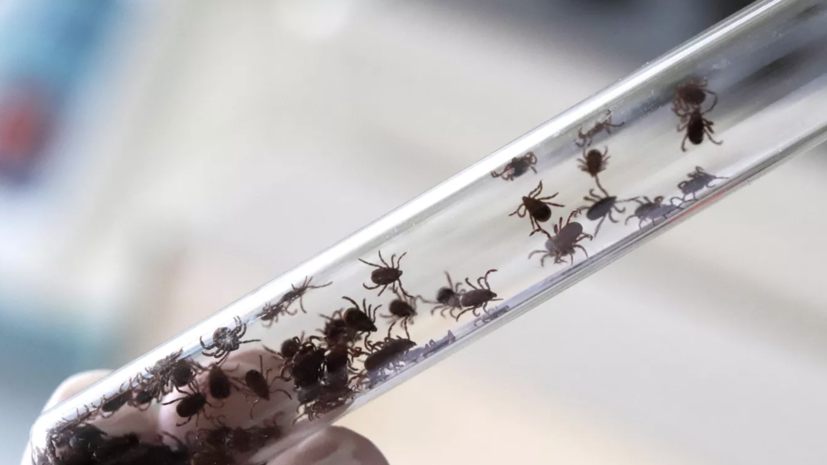 Врач Германт рассказала, что делать при укусе клеща