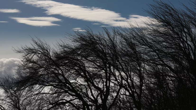 Гидрометцентр объявил «жёлтый» уровень погодной опасности в ЦФО из-за ветра