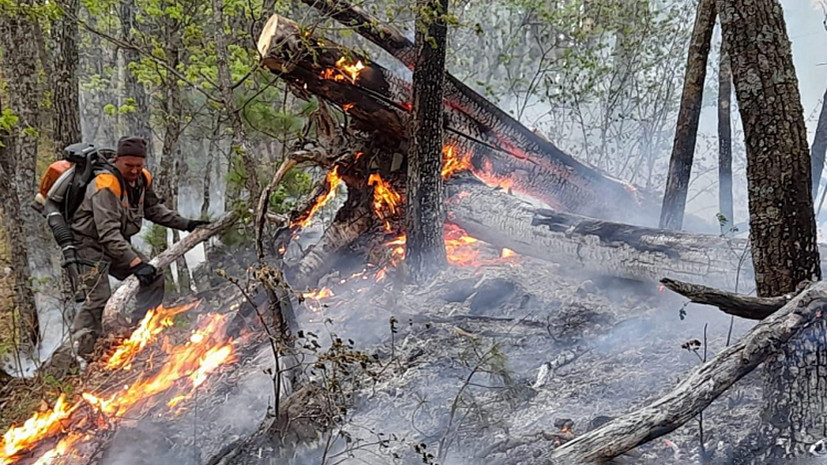 В Приморье «чёрных лесорубов» подозревают в поджогах