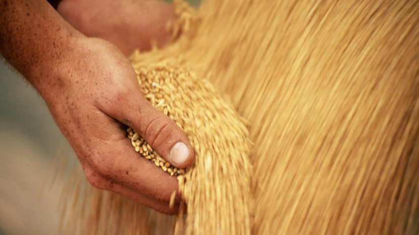 «Хуаньцю шибао»: G7 провоцирует слухи о дефиците пшеницы из-за России