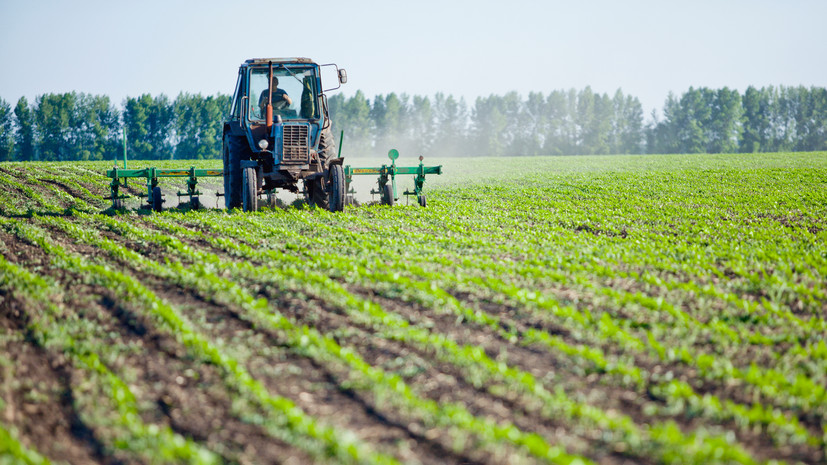 «Альтернатива химическим препаратам»: директор ВНИИ агрохимии — о новых удобрениях и об инновациях в сельском хозяйстве