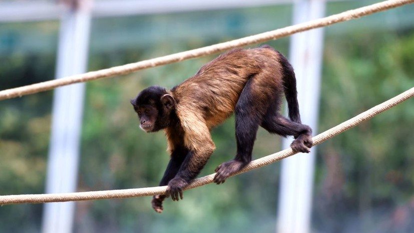 В Канаде и Австралии выявили первые случаи заражения обезьяньей оспой