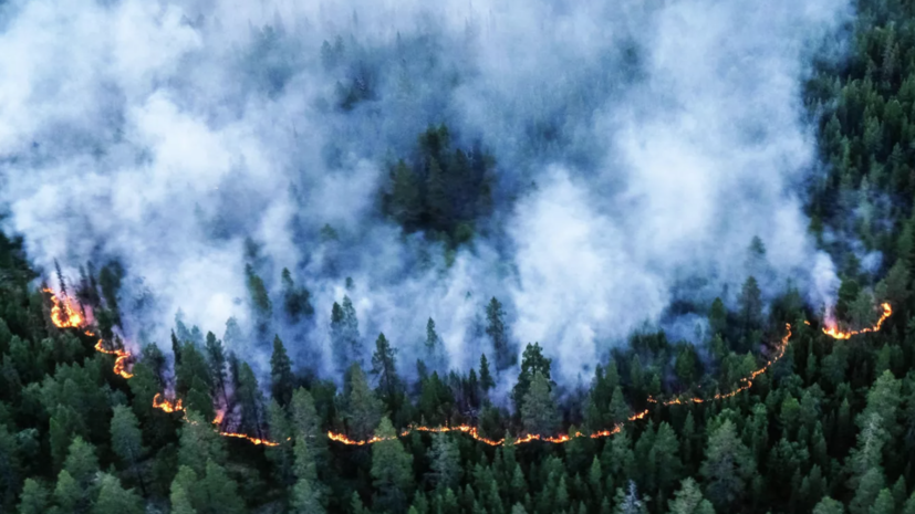 Рослесхоз: площадь сгоревшего в Сибири леса увеличилась в 5,6 раза