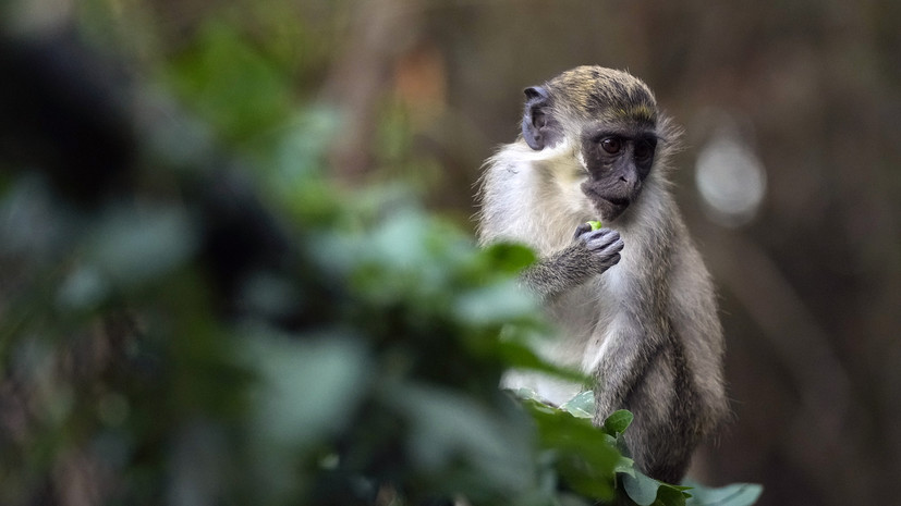 В Финляндии выявили первый случай заражения человека оспой обезьян 