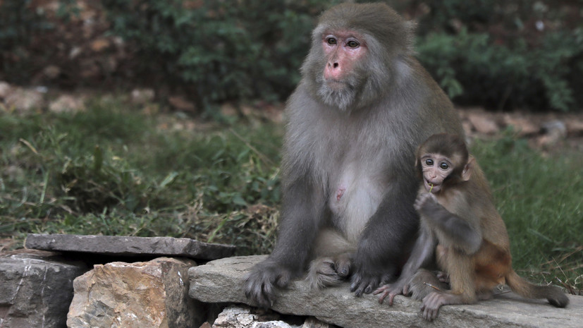 Запрет на ввоз приматов и грызунов ввела Армения из-за угрозы обезьяньей оспы