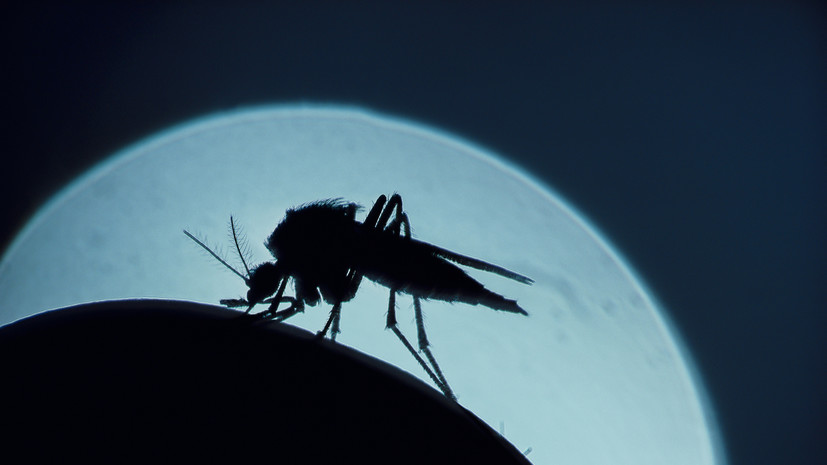 Терапевт Хухрев рассказал, как защититься от комаров
