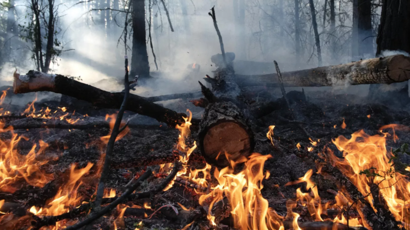 В Тамбовской области увеличат штрафы за разведение костров в лесах