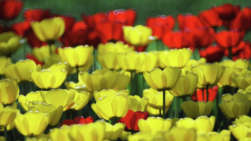Международный фестиваль цветов пройдёт 9—11 июня в Петербурге