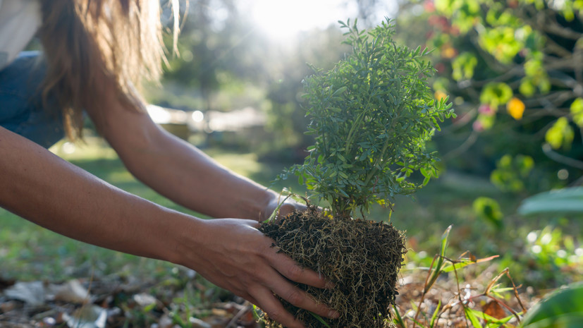 Волонтёры высадили 27 млн деревьев в ходе российской акции «Сад памяти»