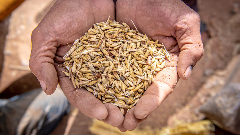 В Запорожской области рассказали о продаже зерна в Северную Америку в обход санкций