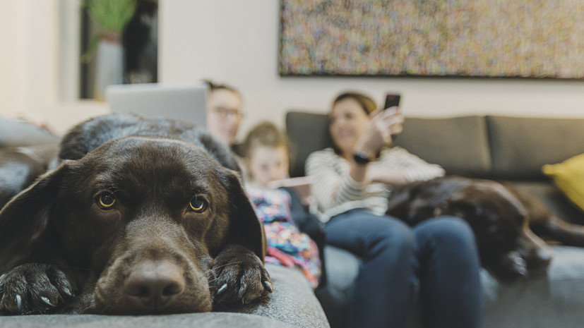 Ветеринар Сиротина дала советы по уходу за домашними животными в жару