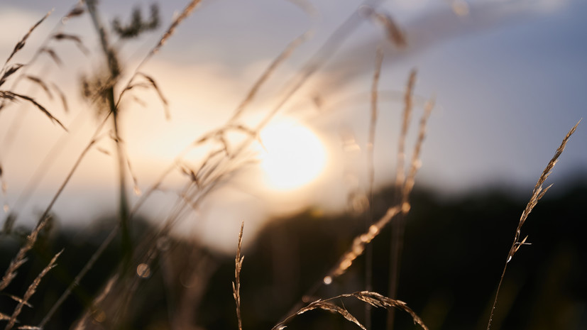 В Тамбовской области 20 июня ожидается до +32 °C