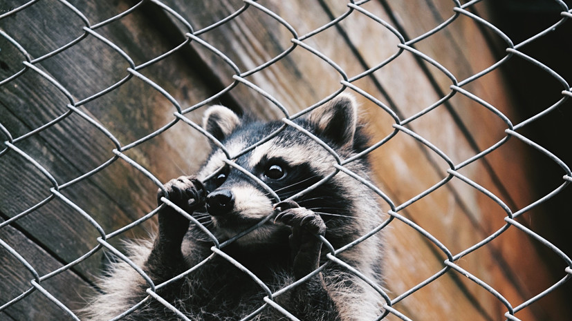 Депутат Бурматов рассказал о законопроекте о запрете торговли животными в зоомагазинах