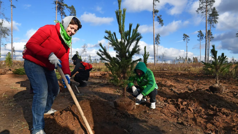 В рамках акции «Сад памяти» в Омской области высадили деревья