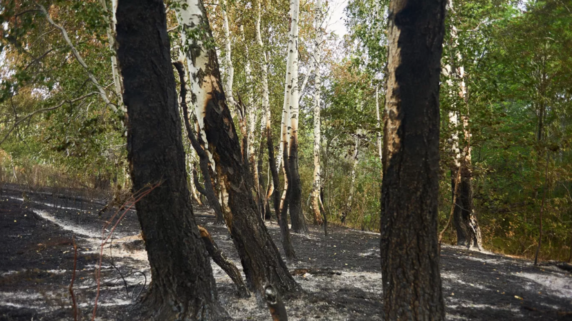 В Тамбовской области ввели противопожарный режим