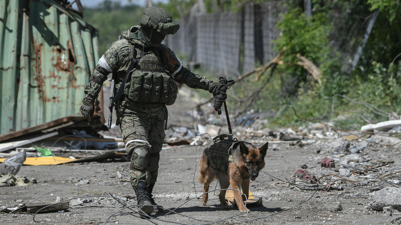 «Природный нюх пока не заменили электроникой»: как боевые псы русской армии зачищают Донбасс от мин