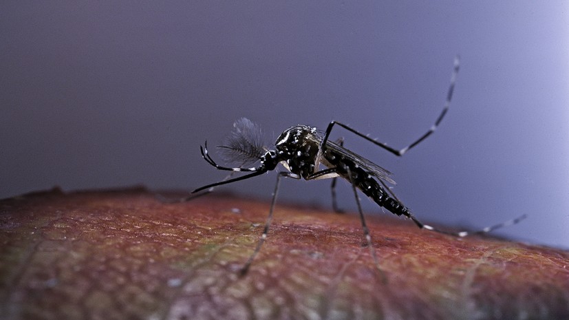 «Воздействовать на микробиом»: как вирусы денге и Зика привлекают комаров — переносчиков этих инфекций