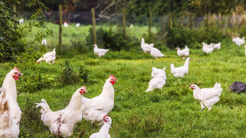В Национальной мясной ассоциации прокомментировали ситуацию с производством куриного мяса