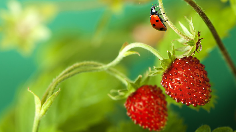 Нутрициолог Пристанский назвал землянику идеальной сезонной ягодой