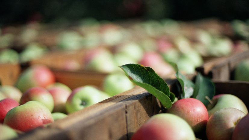 Врач Есакова рассказала, кому противопоказаны яблоки