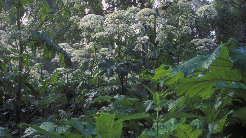 В Подмосковье обработали от борщевика более 20 тысяч гектаров земли с мая