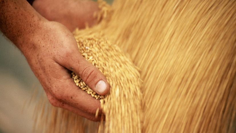 Кабмин России перевёл расчёт экспортных пошлин на пшеницу, ячмень и кукурузу в рубли