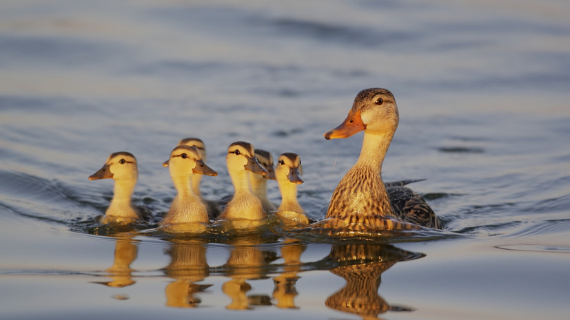 Специалисты рассказали, как в Москве летом заботятся о диких птицах