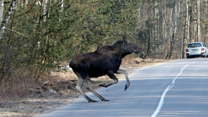 Зоолог Володин рассказал, что делать при встрече с лосем