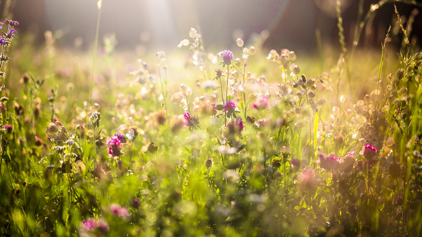 Травник Юровский рассказал, как подготовить домашнюю аптечку к зиме