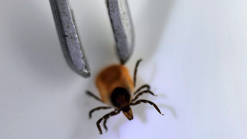 Энтомолог Марьинский назвал признаки развития инфекции после укуса клеща