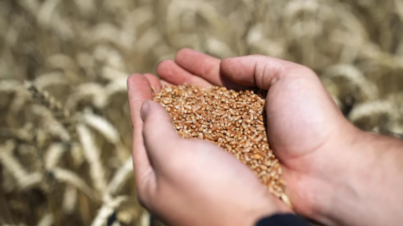 В ООН сообщили о положительных заявлениях сторон в переговорах по экспорту зерна