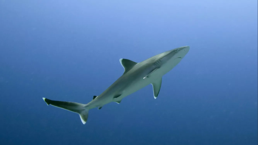 Ихтиолог Леонтьев объяснил появление опасной акулы мако в Приморье