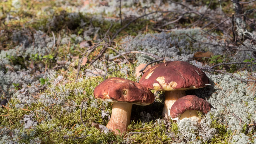 Миколог Вишневский прокомментировал грибной сезон в Подмосковье